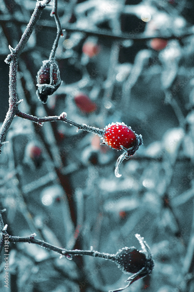 winter brier