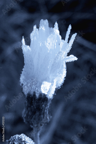 Obraz na płótnie blue dandelion w salonie