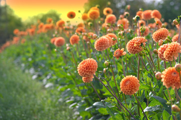 Keuken achterwand Dahlia Dahlia bloementrio in tuin  © jeancliclac
