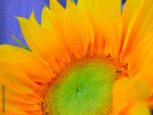 sonnenblume