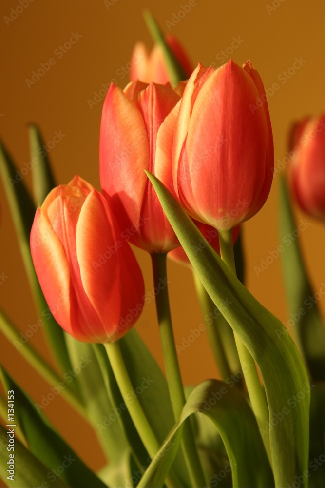 tulpen tulpen