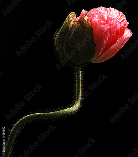 pavot rose photo
