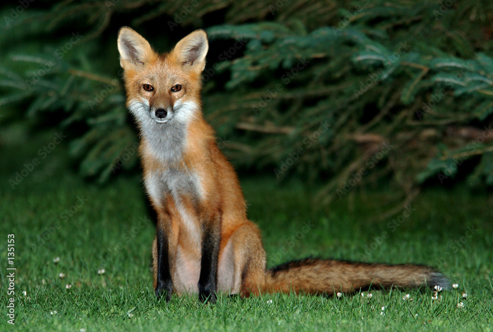 fox fox