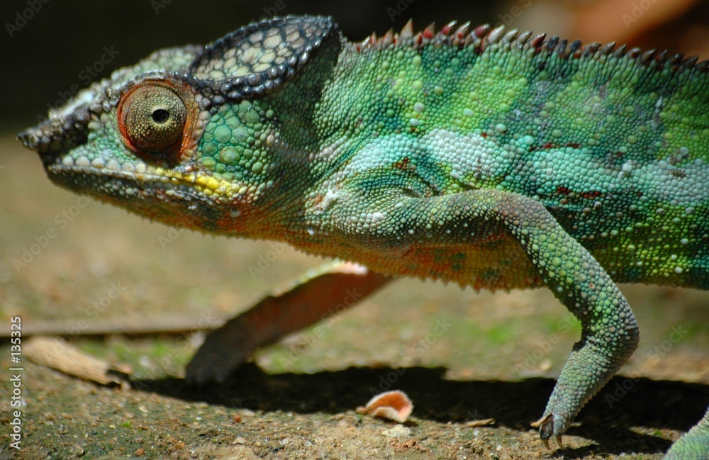 caméléon caméléon