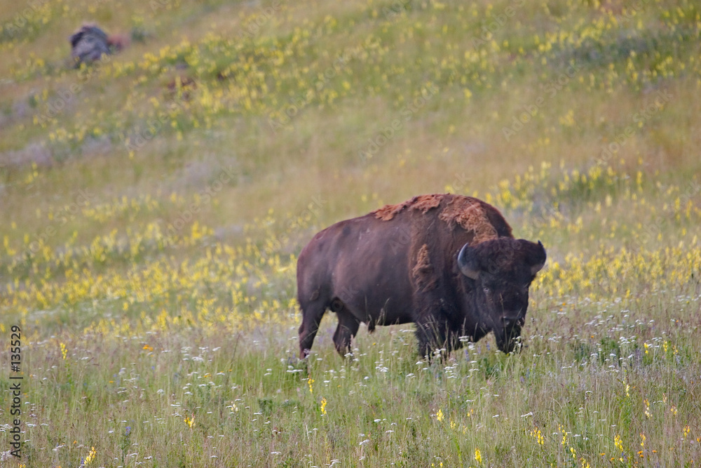 buffalo, national bison range