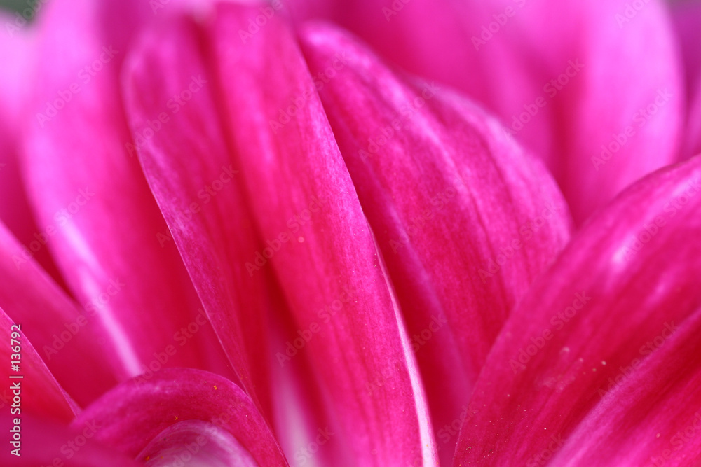 flower closeup flower closeup