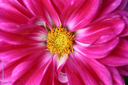 flower closeup