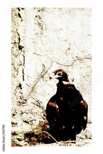 Canvas Print perplexity eagle