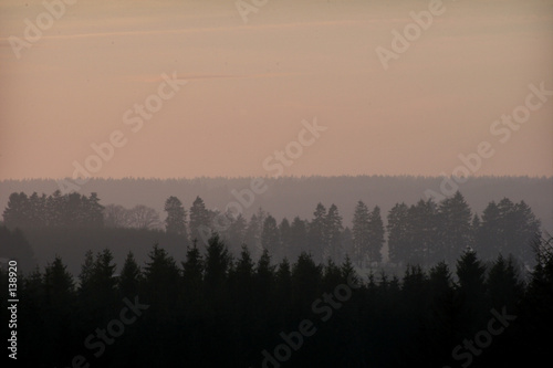 tannenwälder in der abenddämmerung