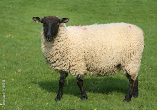 english sheep in field photo