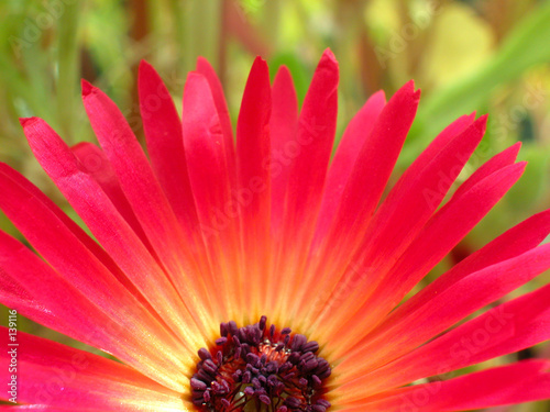 rotes blümchen
