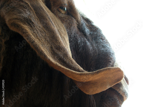 ziegenbock