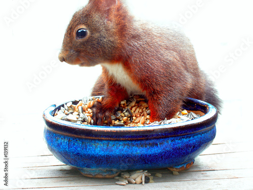 eichhörnchen