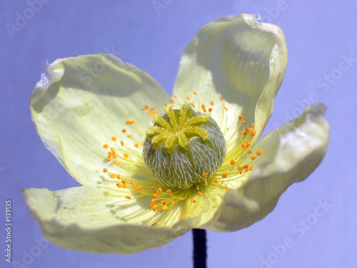 gelber mohn