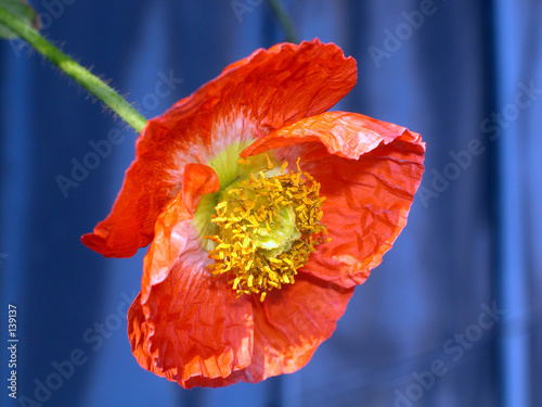klatschmohnblüte