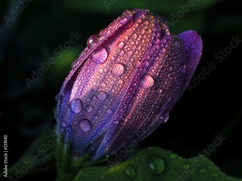 blume im morgentau