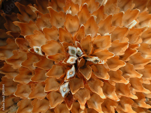 sonnenblume blüte leer