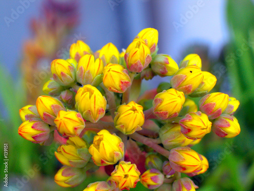 junge knospen