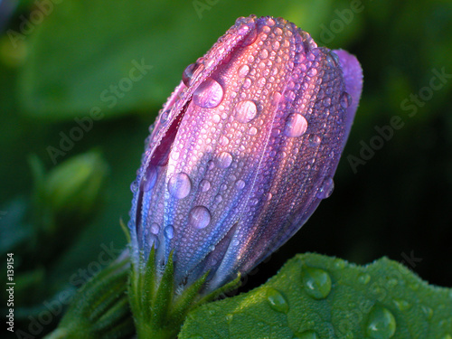 taubenetzte blume