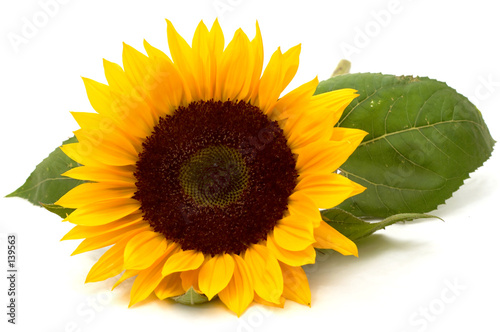 Obraz na plátně sunflower