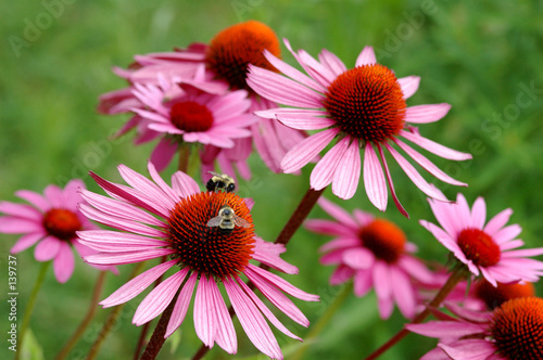 echinacea photo