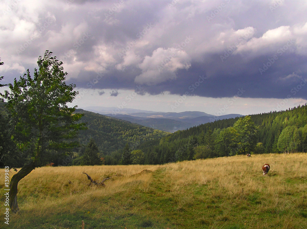 Fototapeta premium meadow