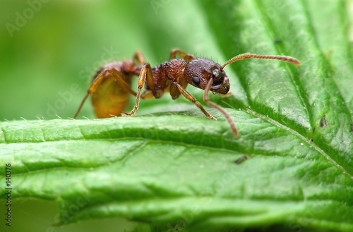 ant on leaf © Marek Kosmal