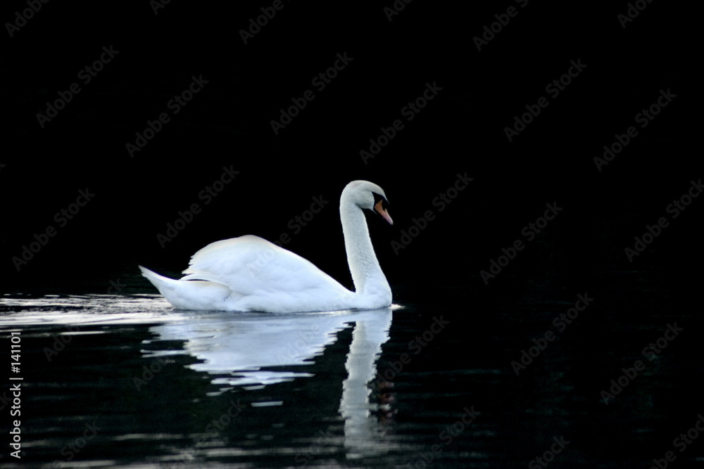 Fototapeta premium white swan