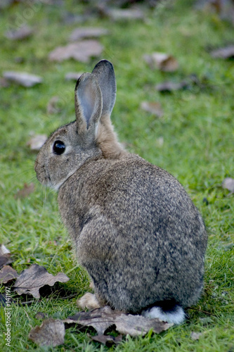 rabbit