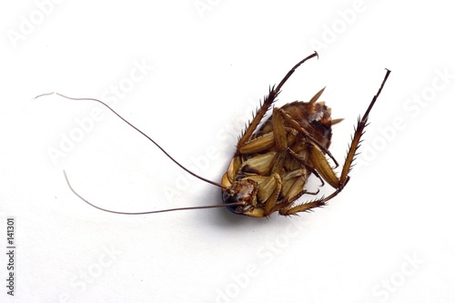 dead cockroach