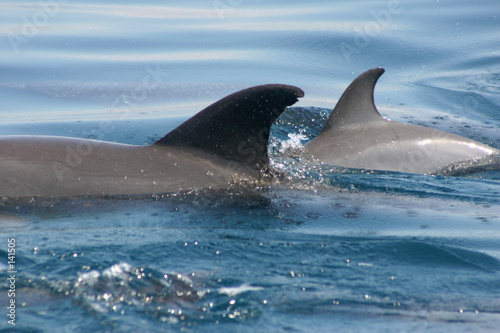 dolphin fins