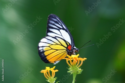butterfly © Tan Kian Khoon