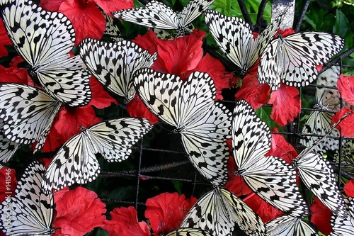butterflies #141546