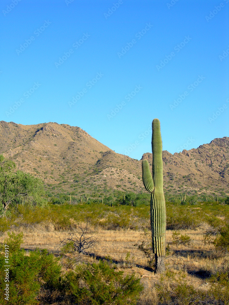 saguaro four