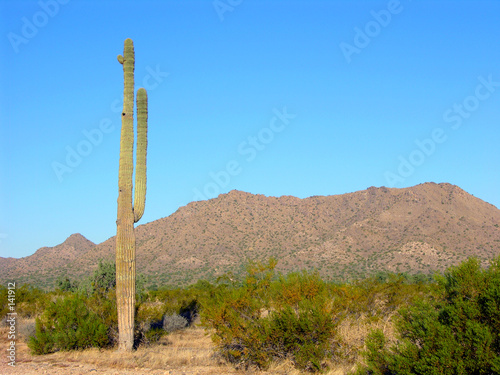 saguaro two