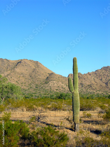 saguaro four