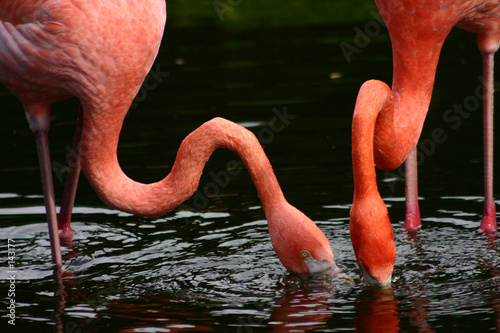 Photography flamingo2