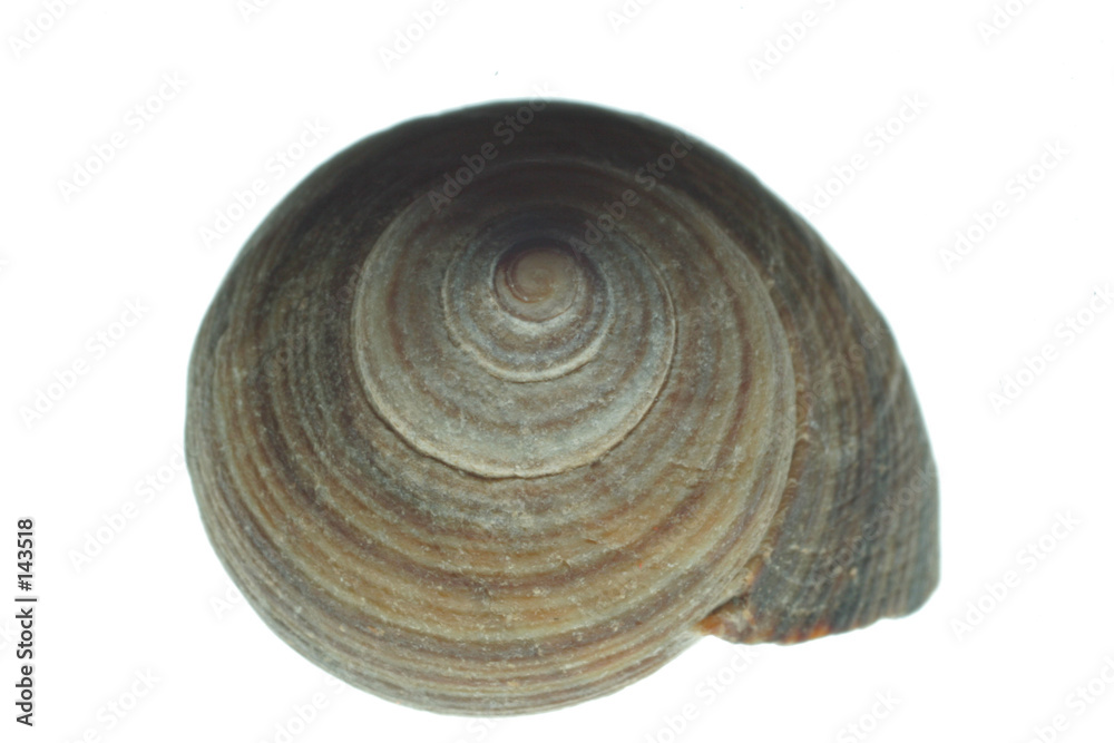 coquille d'escargot / 1 coquille d'escargot / 1