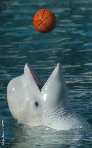 white whale playing basketball photo