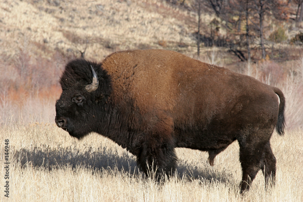 bison