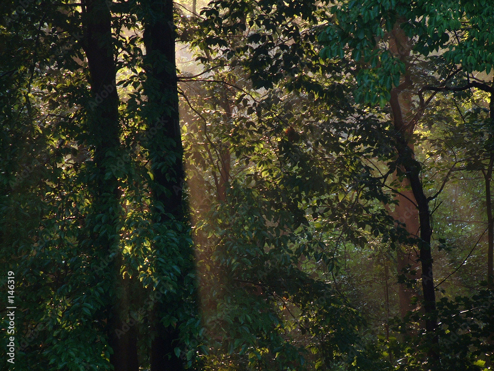 Obraz premium mist in the forest