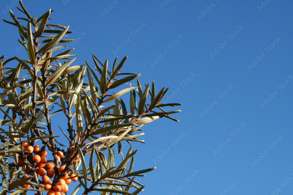 orange berrys blue sky orange berrys blue sky