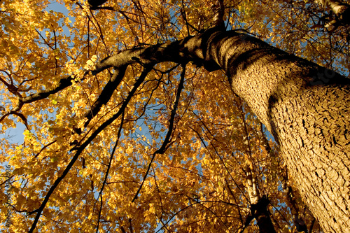 fall color, cork elm grove 12