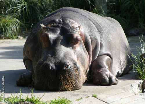 hippo relaxing photo