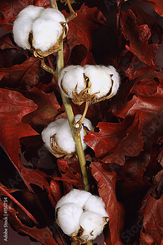 fleurs de coton
