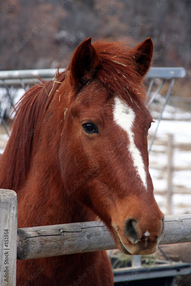 Naklejka premium portrait of a horse