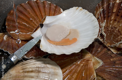 coquille saint jacques