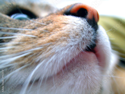 katzenschnauze