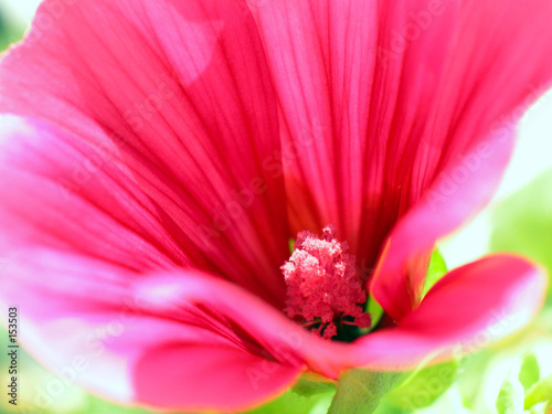 kleine fliege über mittagsblume schwebend