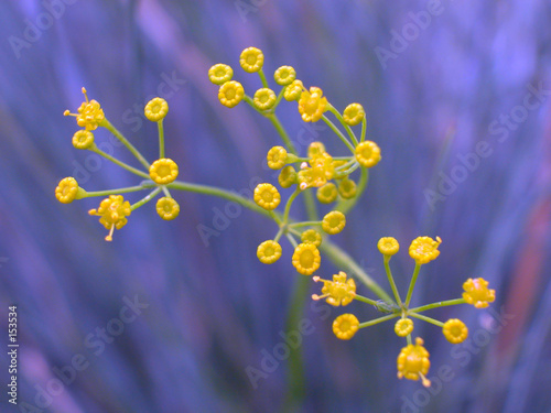 gelbe blüten vor blauem hintergrund